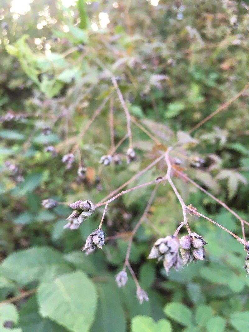 Gillenia stipulata fruit