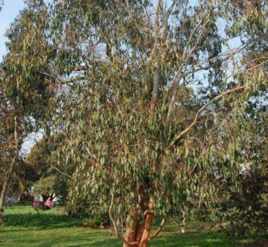 Eucalyptus delegatensis — search result for 'Eucalyptus'