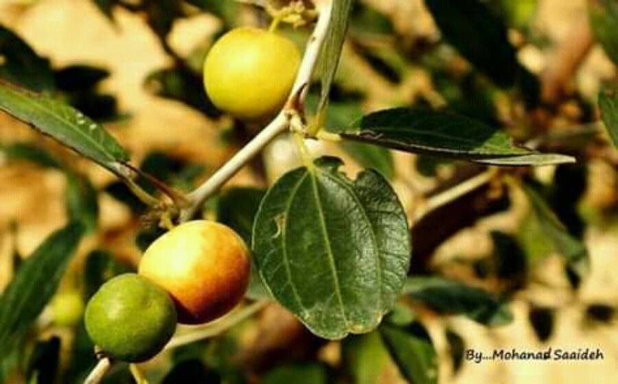 Ziziphus spina-christi fruit