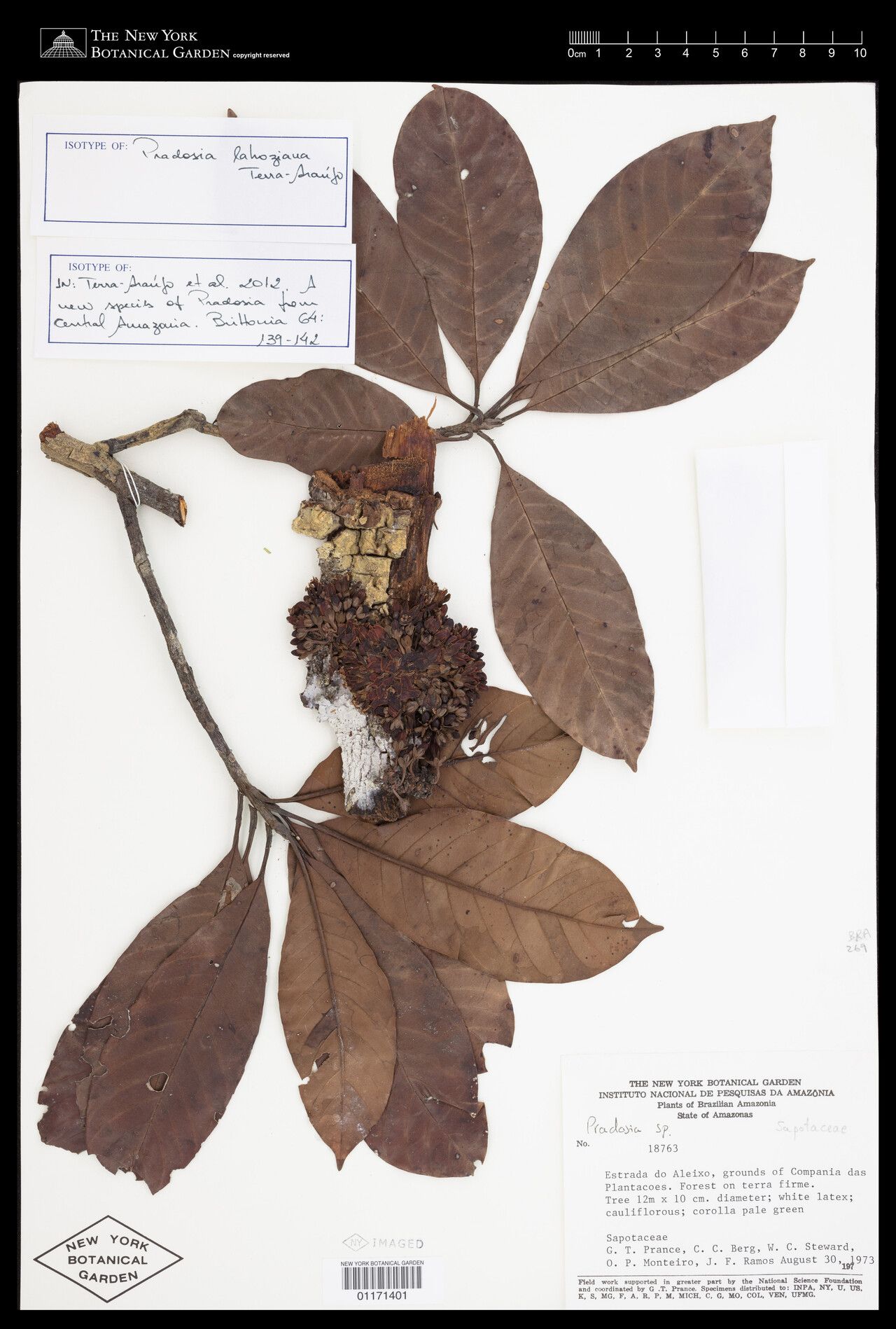 Pradosia lahoziana — houseplant care guide