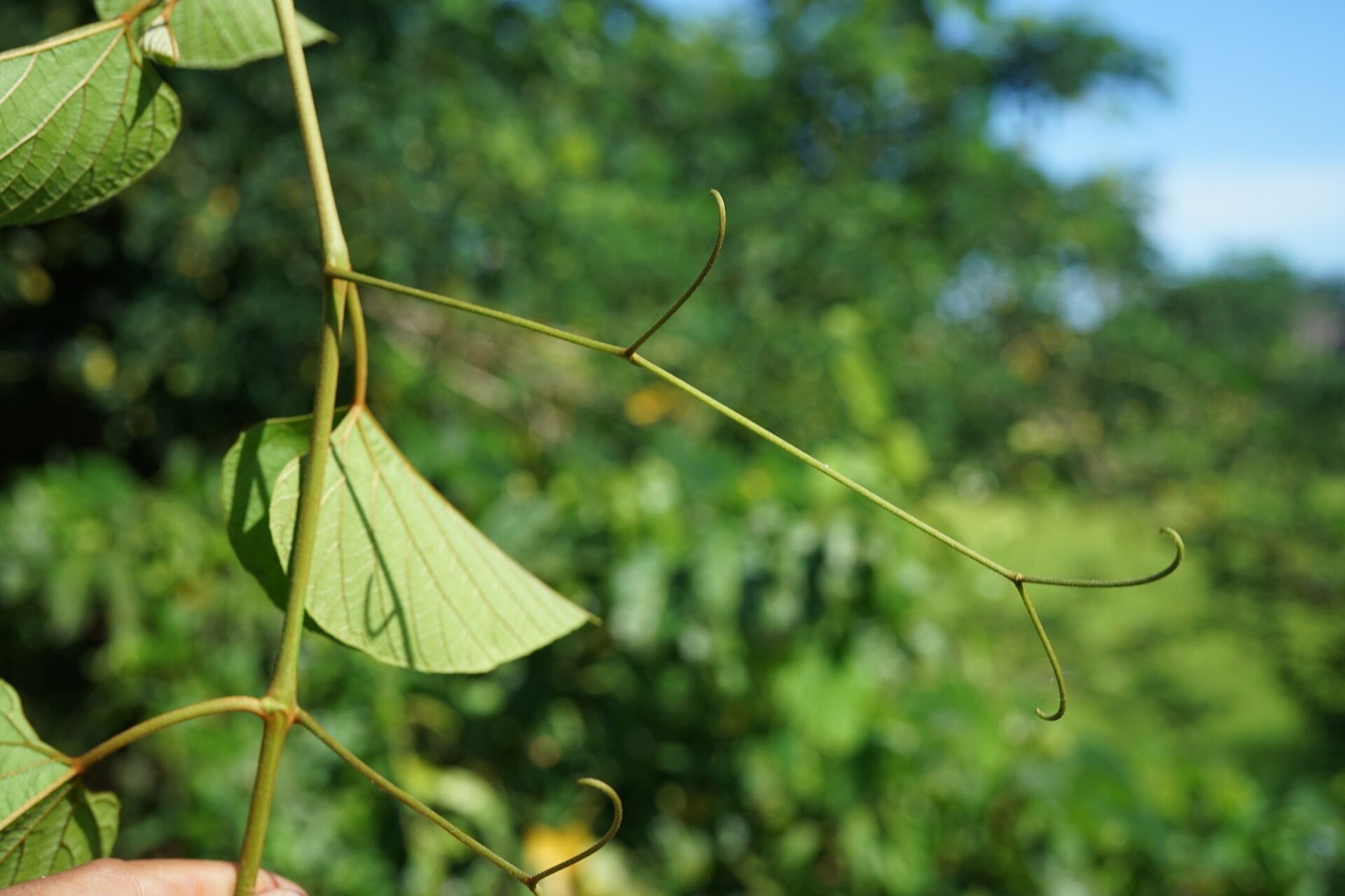 Ampelocissus elephantina — houseplant care guide