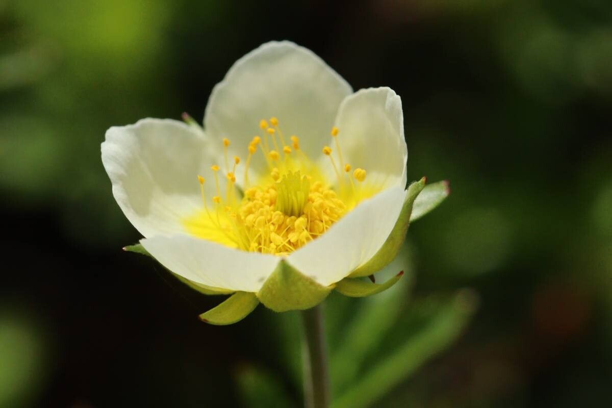 Sieversia pentapetala — houseplant care guide