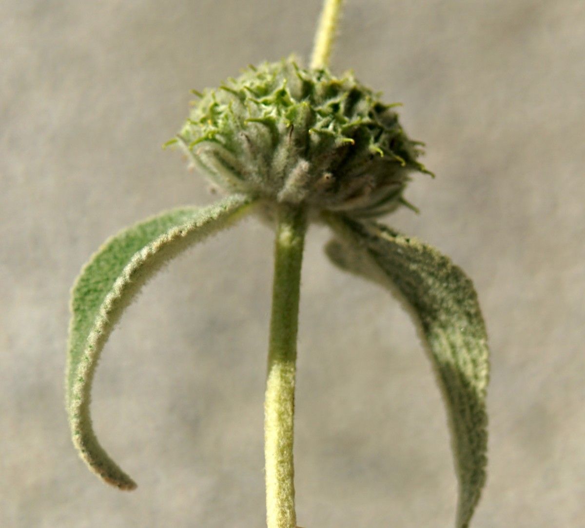 Phlomis floccosa fruit