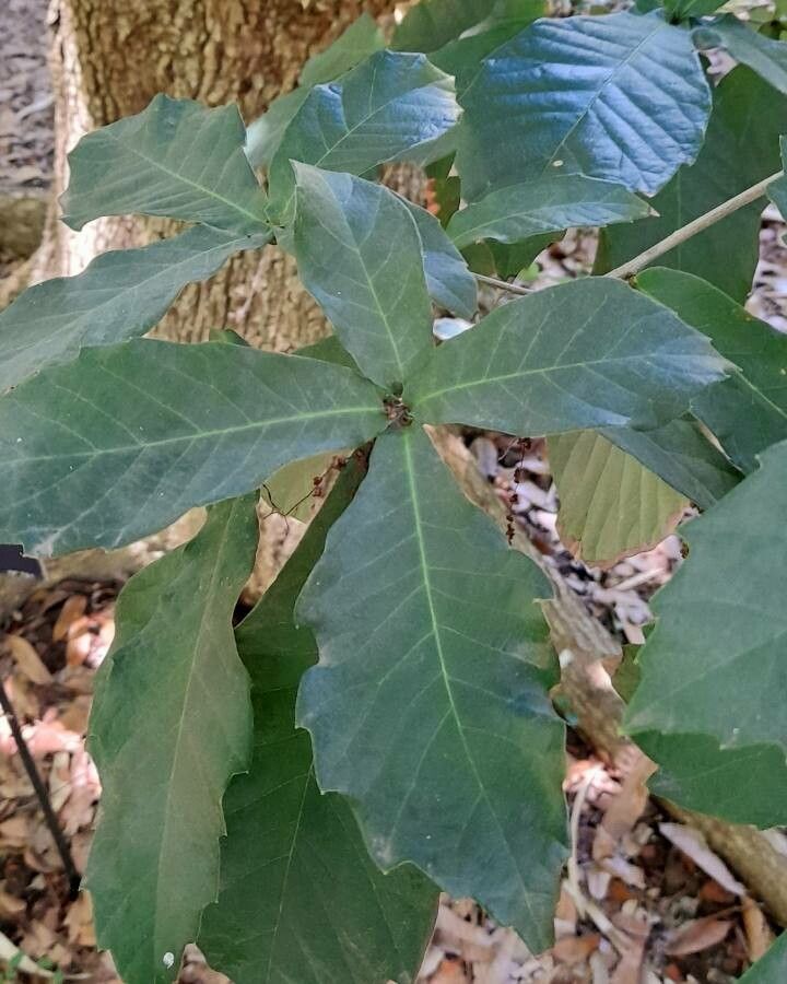 Quercus germana — search result for 'Fagaceae'