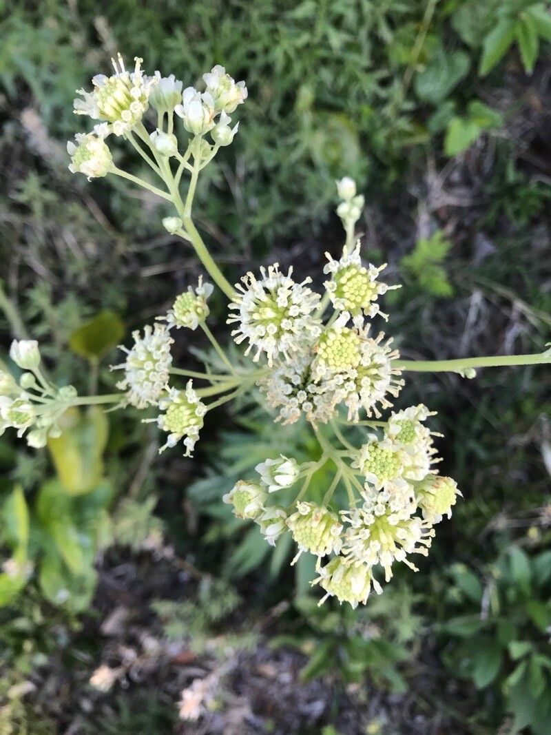 Hymenopappus tenuifolius — related species from the same genus