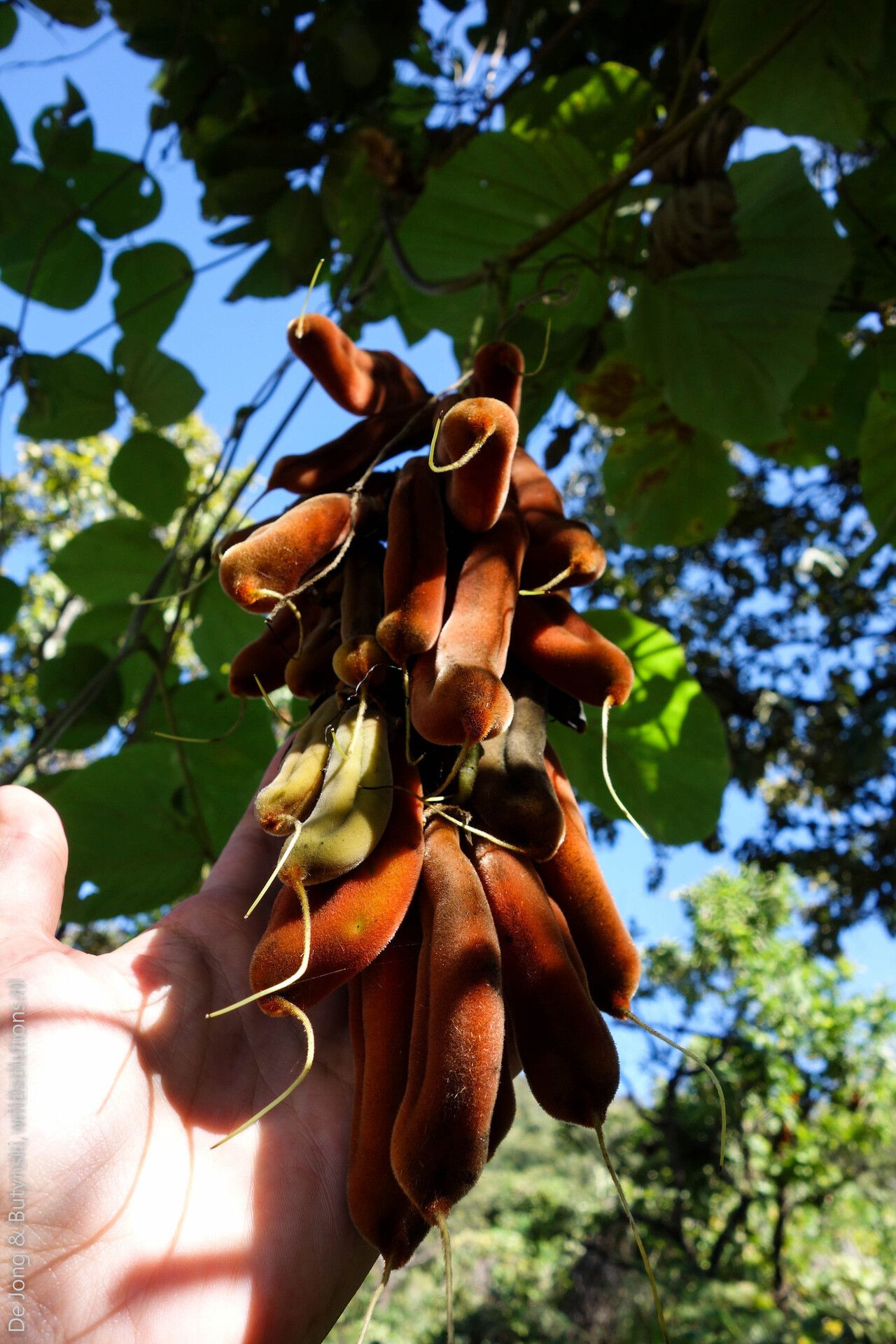 Mucuna poggei fruit