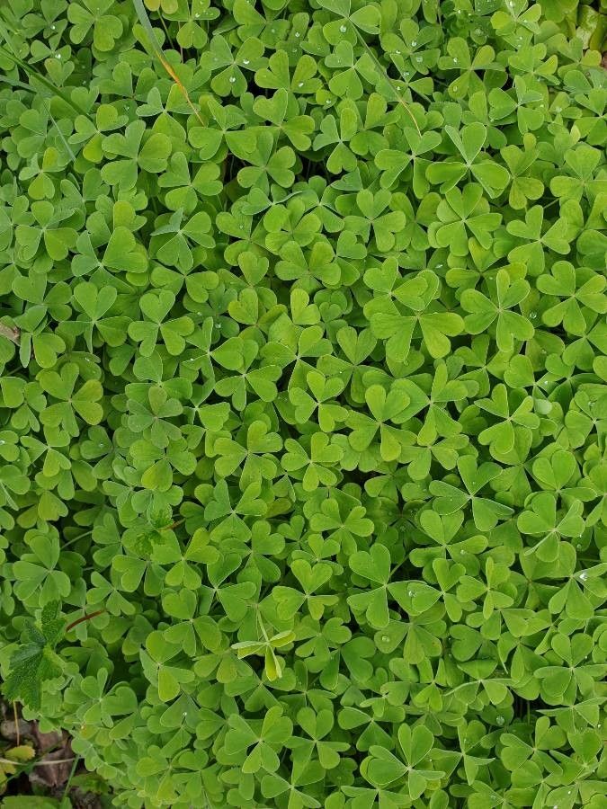 Oxalis floribunda leaf