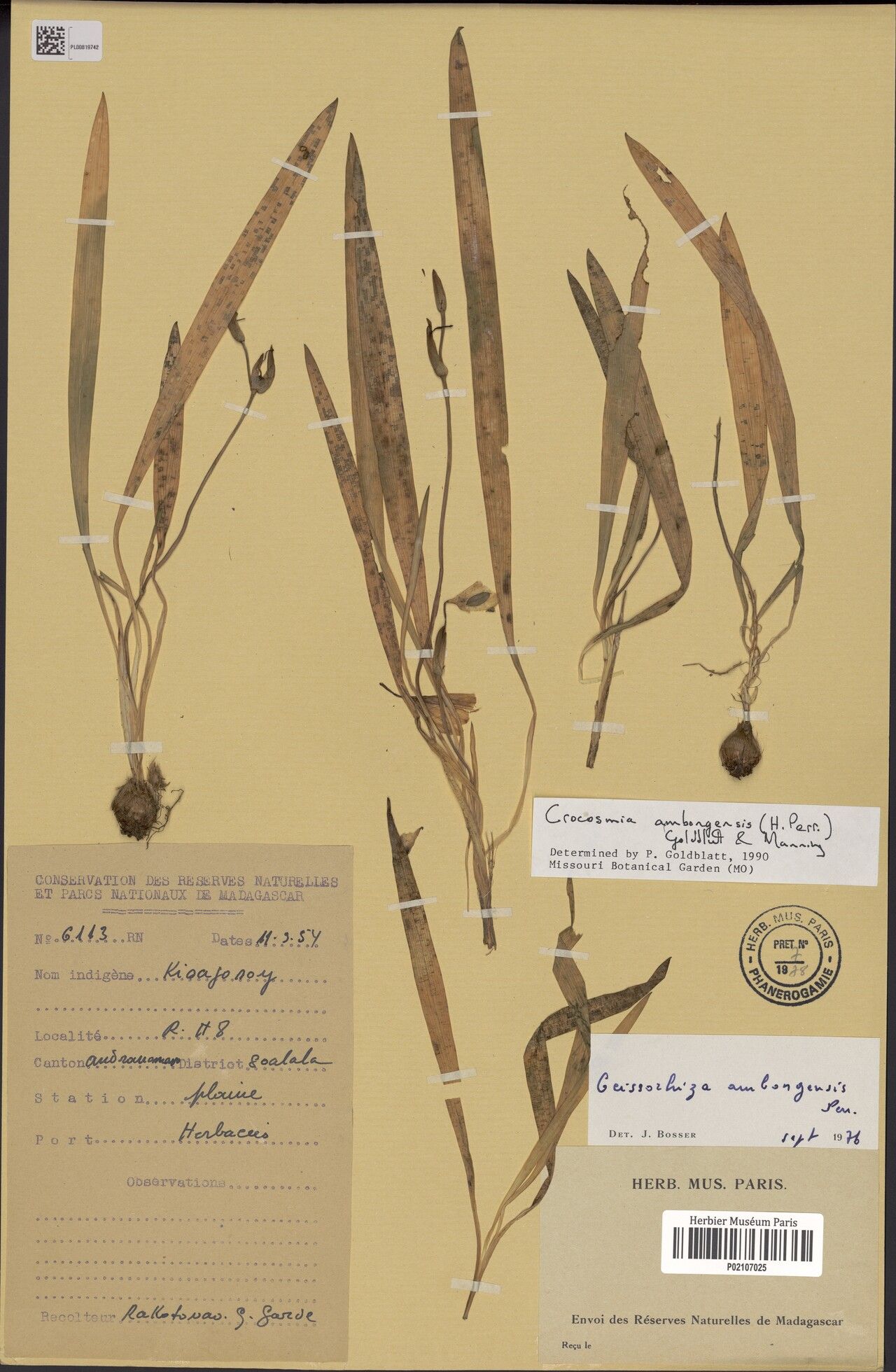 Crocosmia ambongensis — related species from the same genus