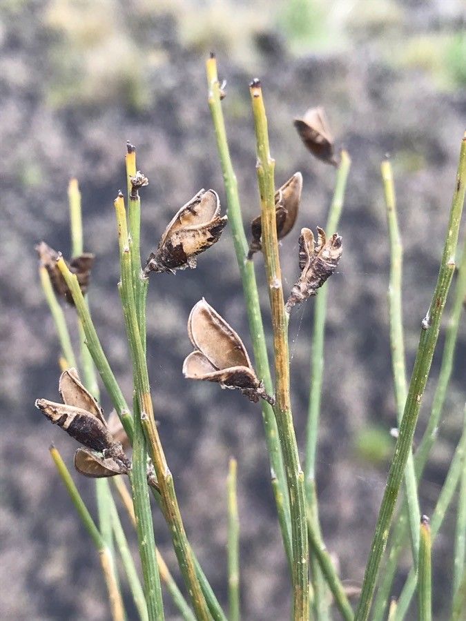 Genista aetnensis fruit