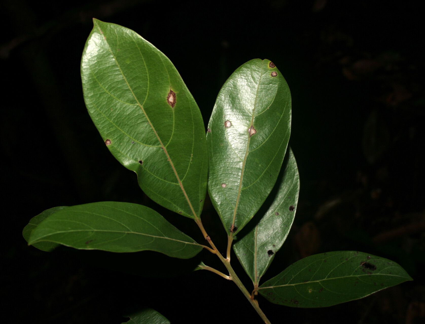 Rhodostemonodaphne saulensis — houseplant care guide