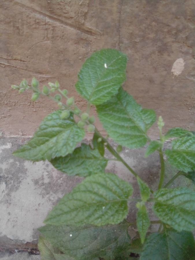 Priva lappulacea leaf