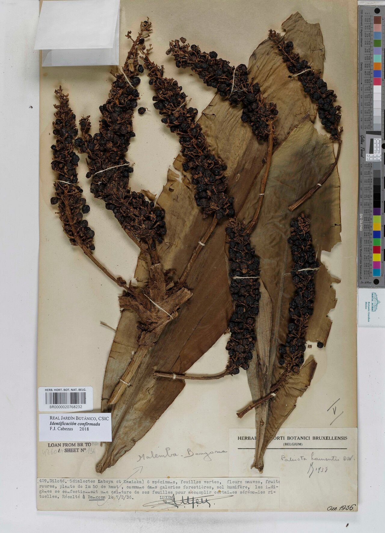 Palisota laurentii — houseplant care guide