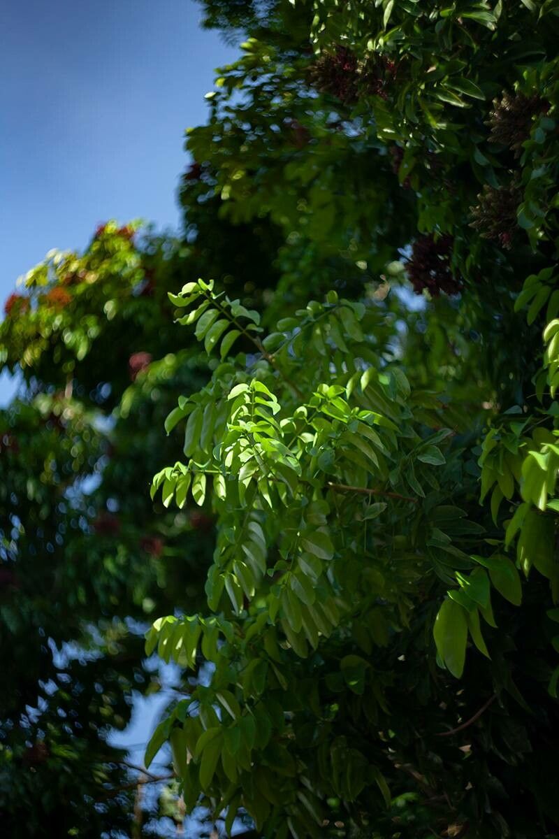 Adinobotrys atropurpureus — houseplant care guide