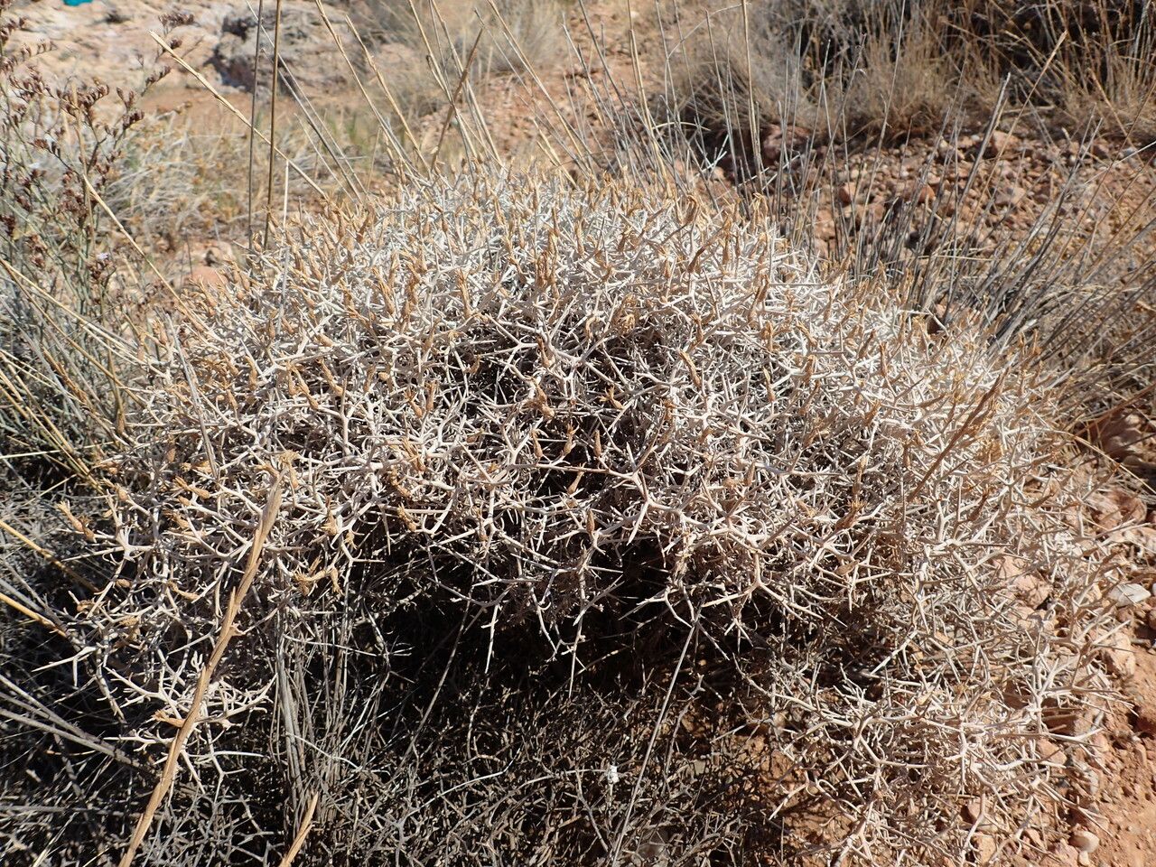Centaurea spinosa habit
