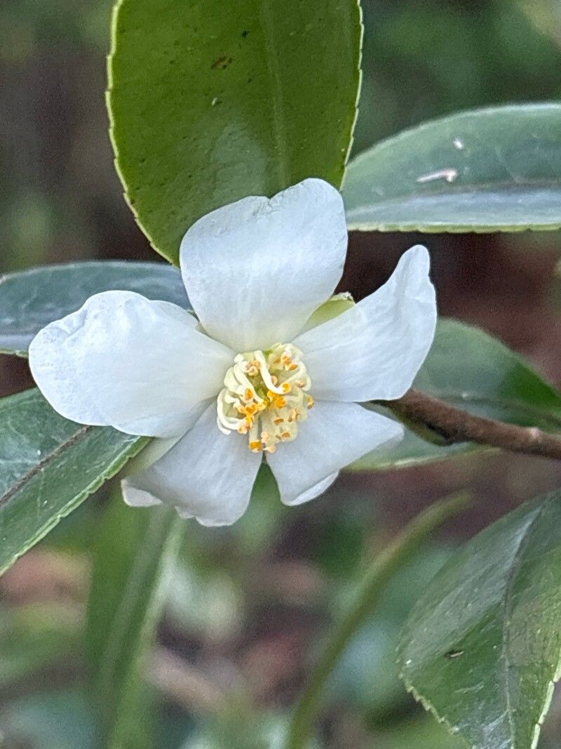 Camellia brevistyla flower