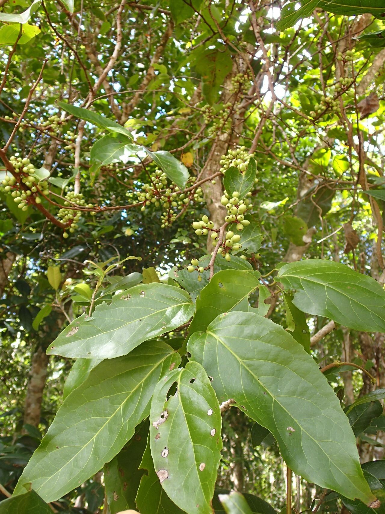 Lasiochlamys cordifolia fruit