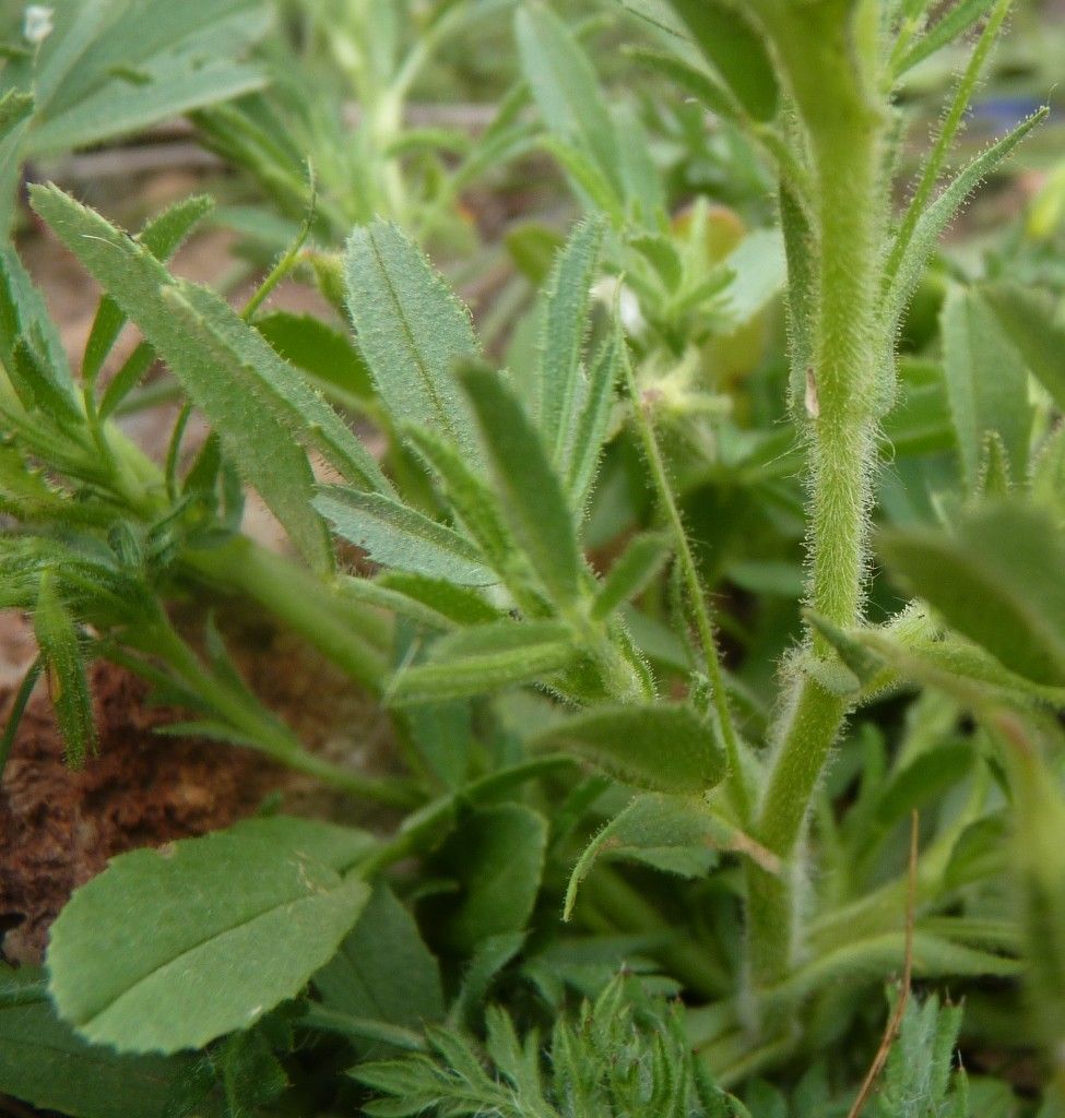 Ononis breviflora habit