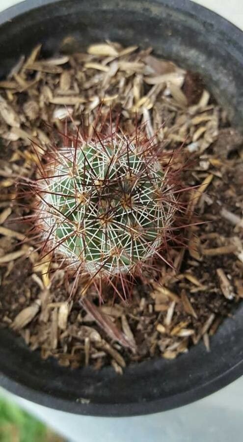Mammillaria thornberi flower