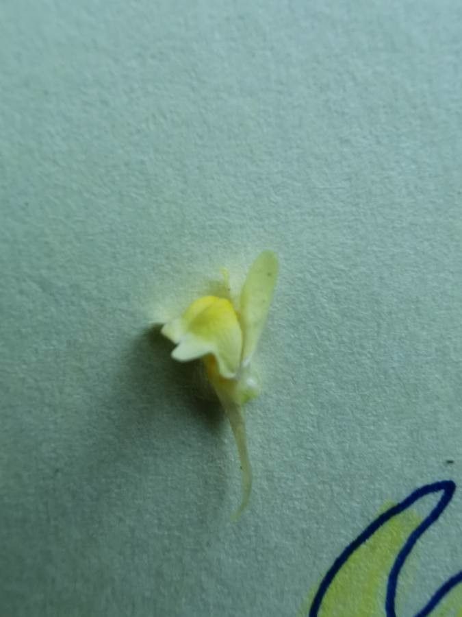 Linaria arenaria flower