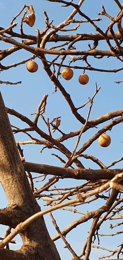 Vangueria madagascariensis fruit