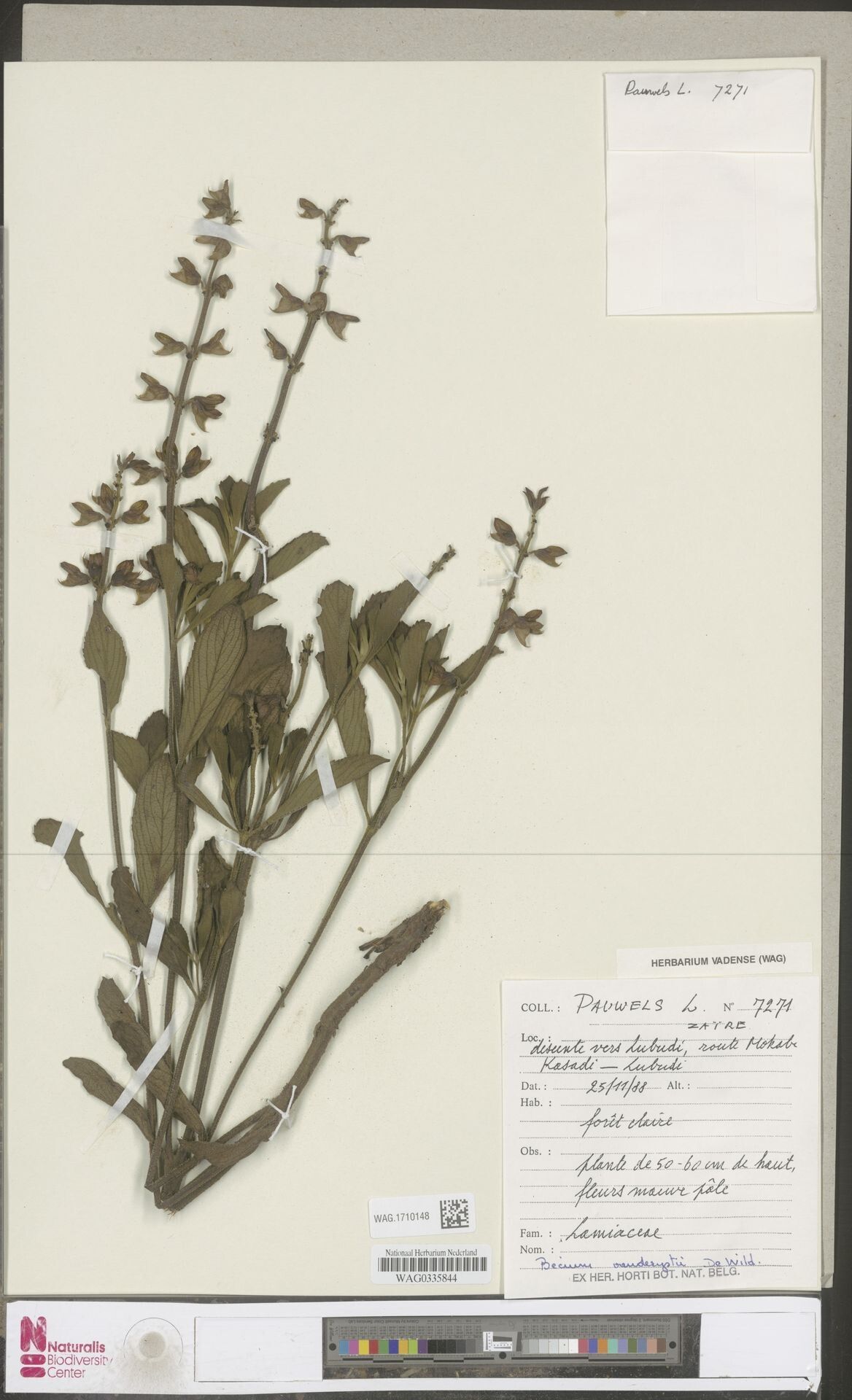 Ocimum vanderystii other