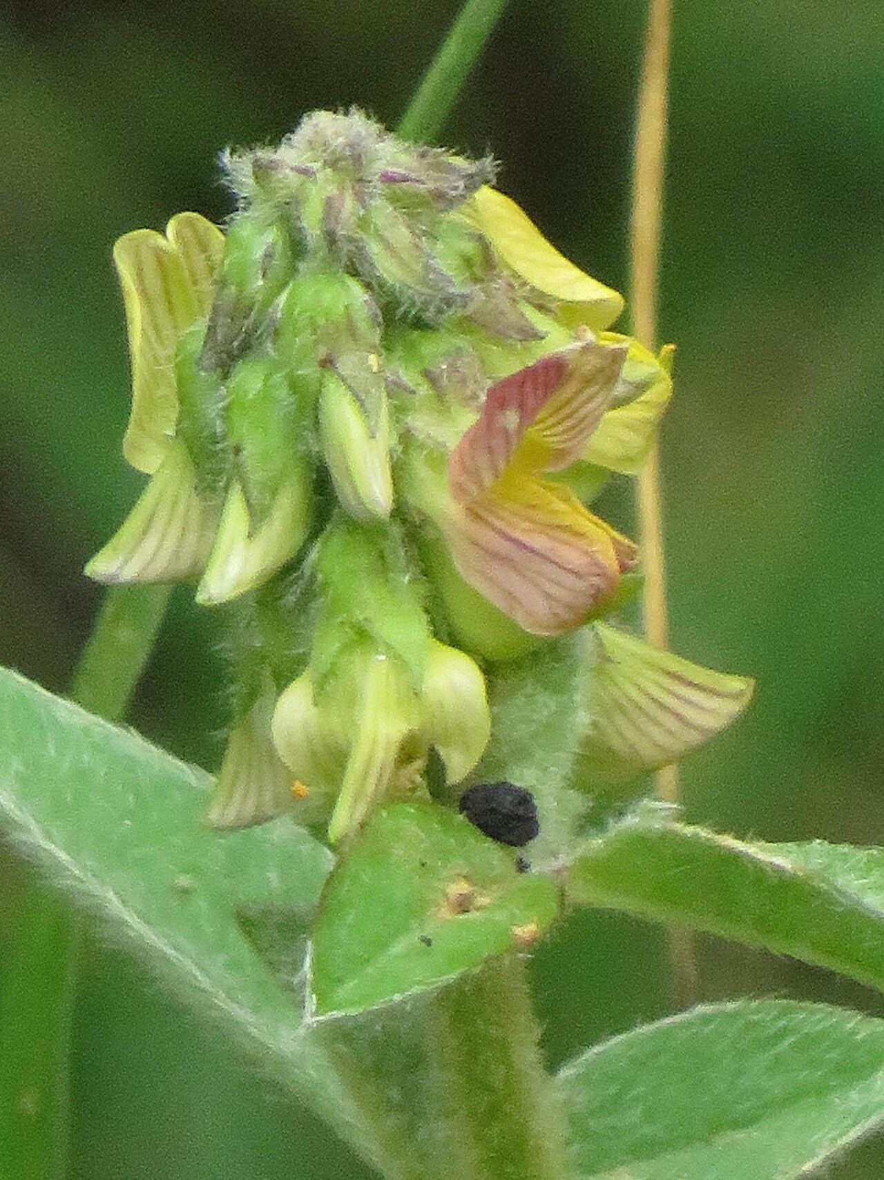 Crotalaria vasculosa — houseplant care guide