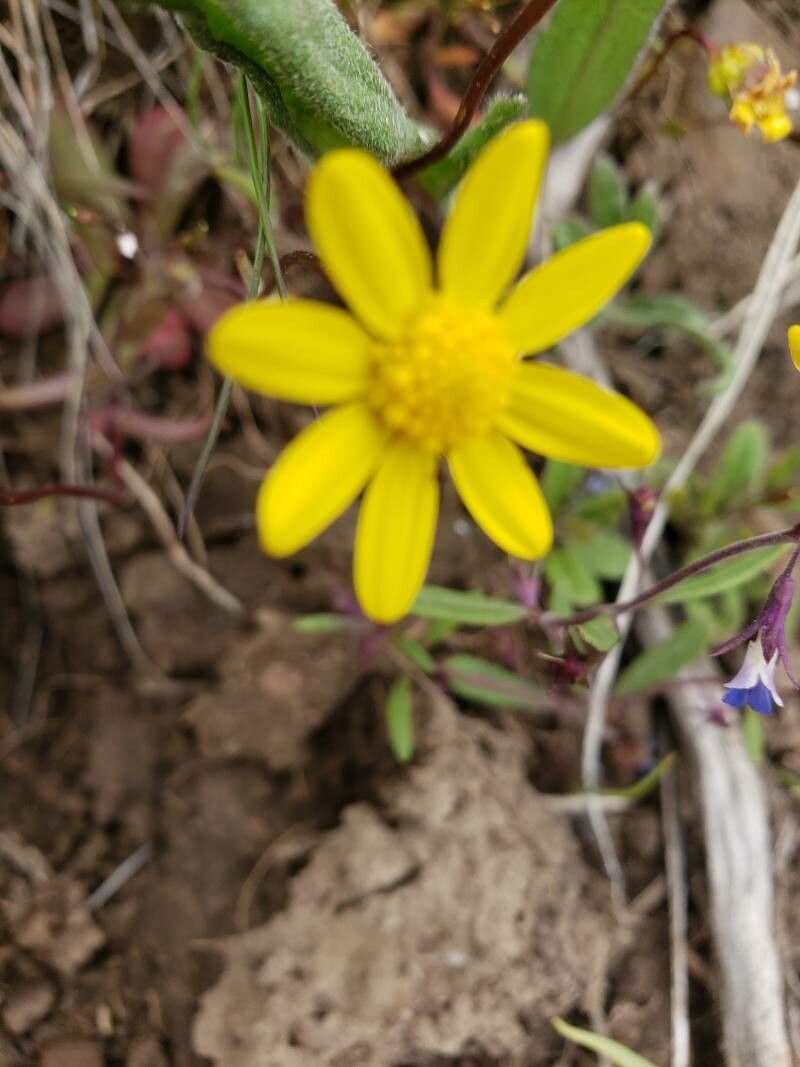 Crocidium multicaule flower