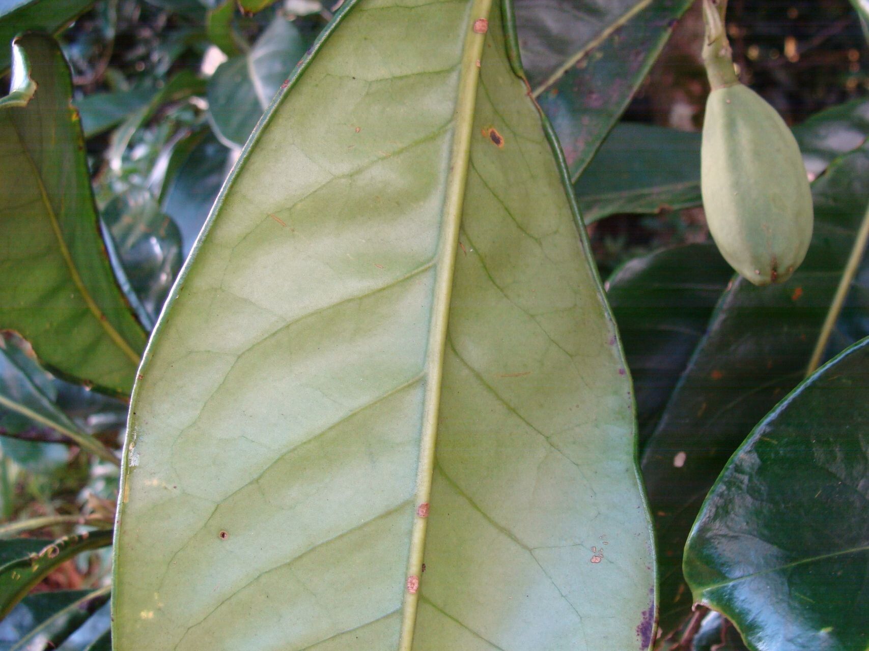 Chionanthus pedunculatus fruit