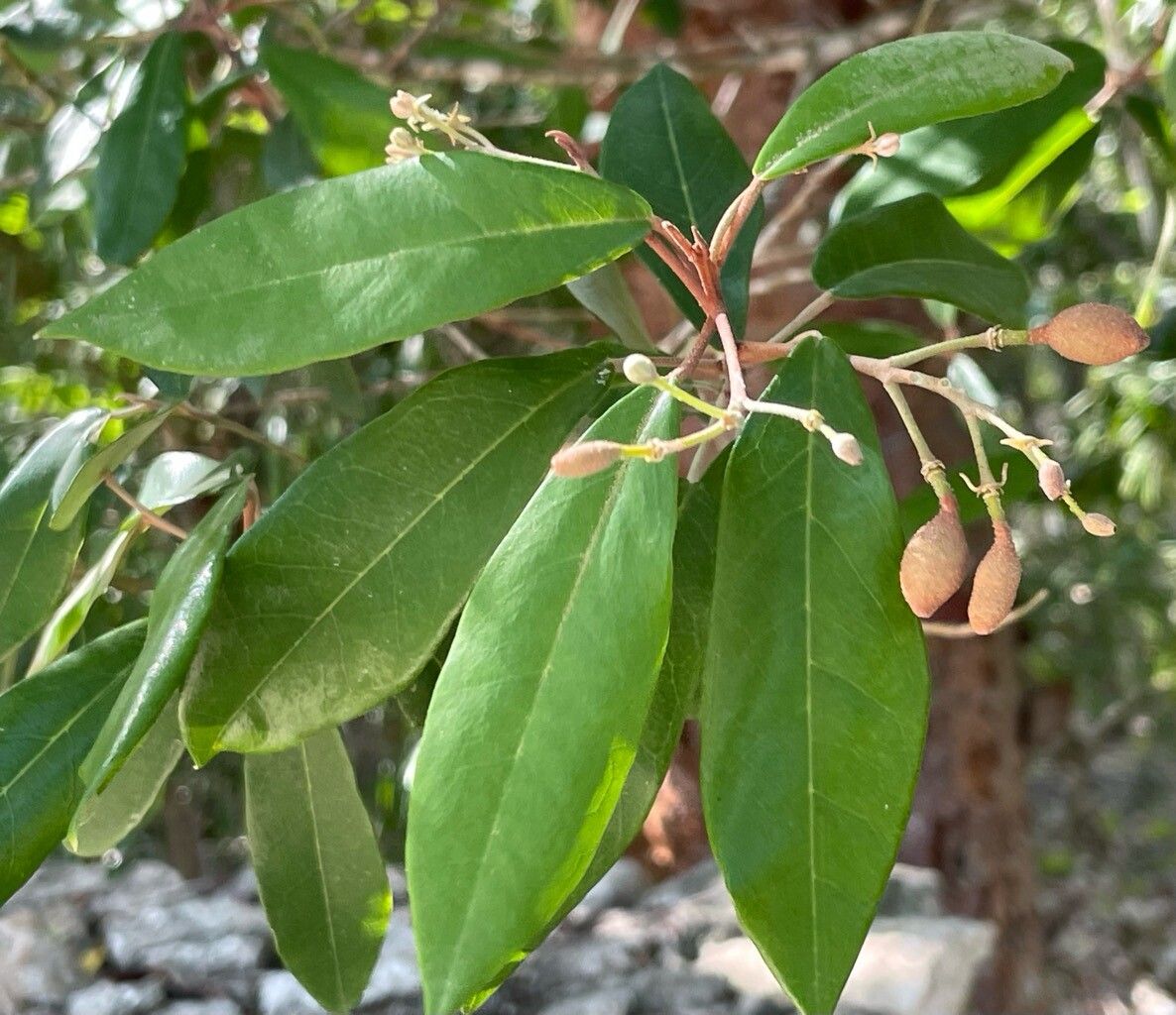 Morisonia ferruginea — houseplant care guide