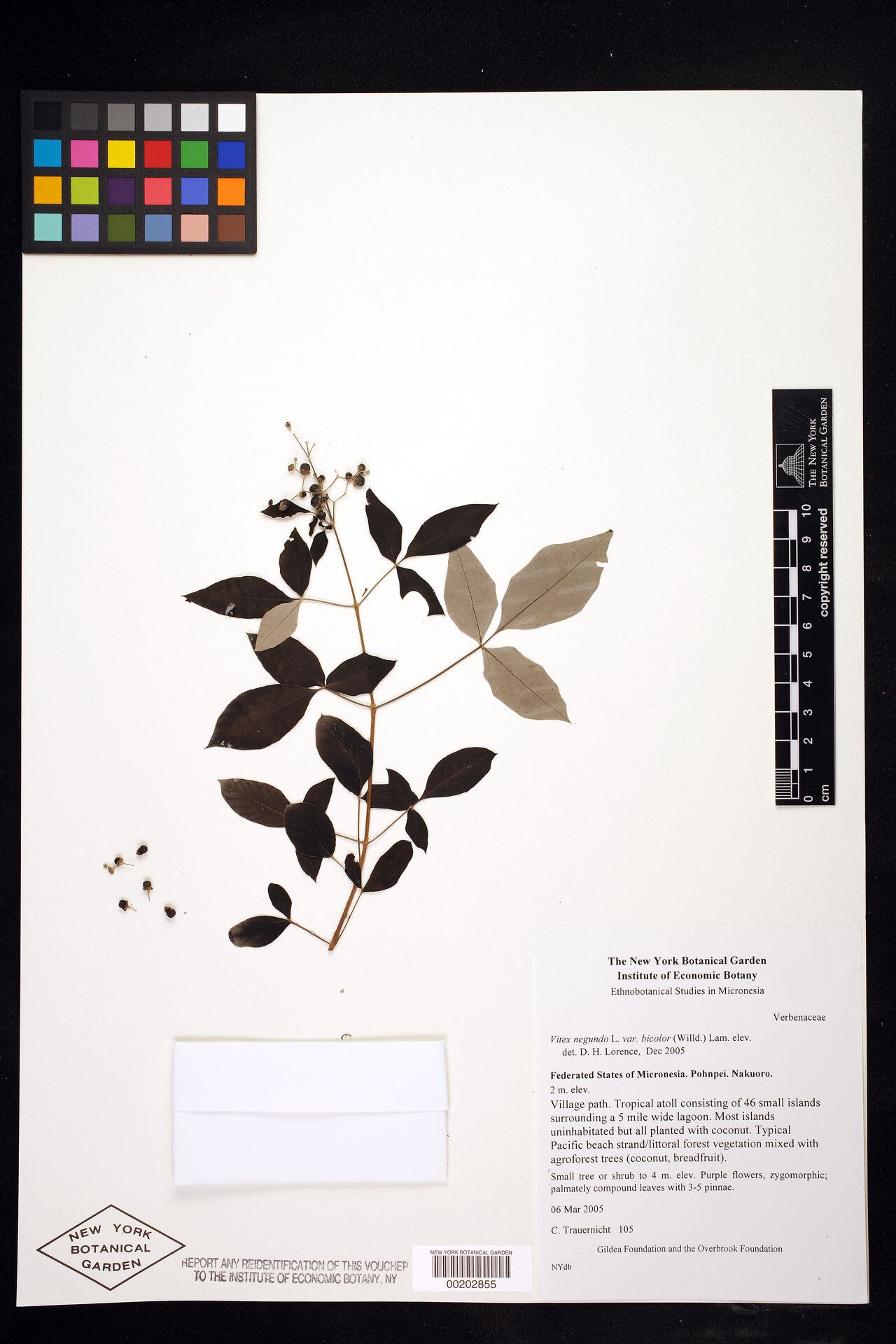 Vitex bicolor — houseplant care guide