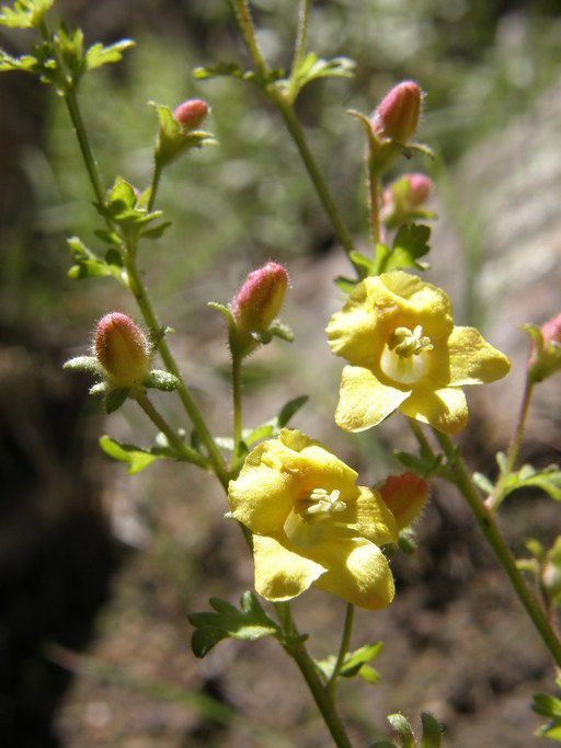 Seymeria bipinnatisecta flower