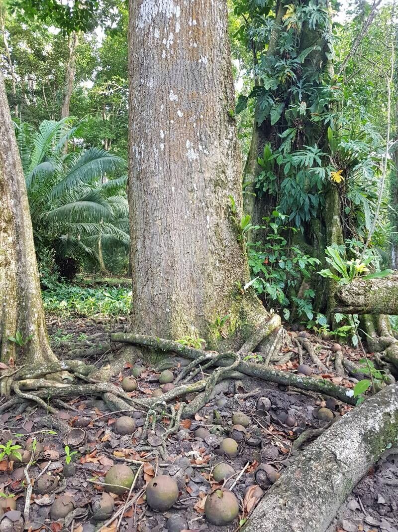 Couroupita nicaraguarensis bark