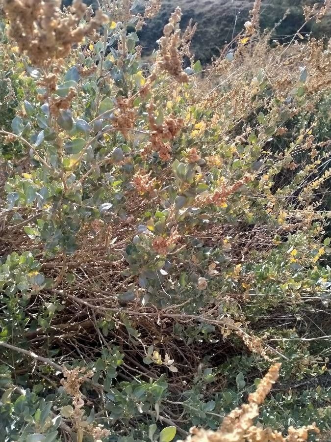 Atriplex halimus leaf
