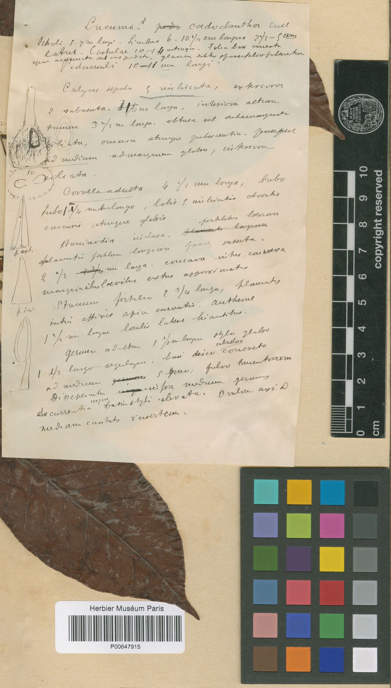 Pouteria gardneri — houseplant care guide