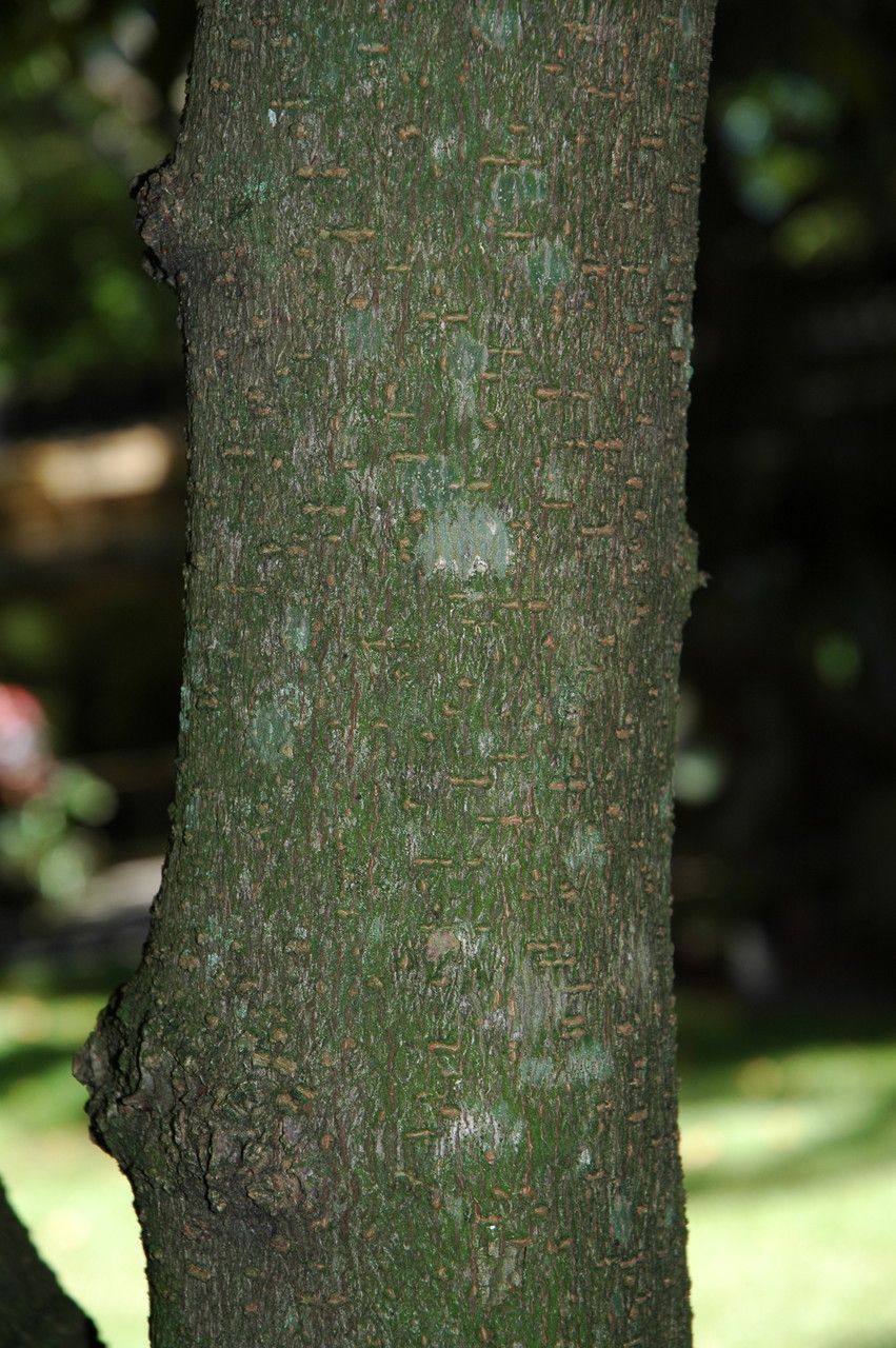 Saraca declinata bark