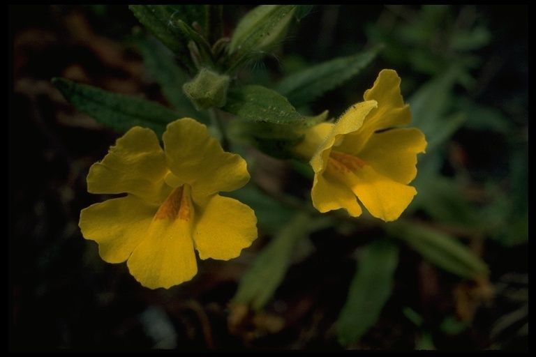 Diplacus clevelandii — houseplant care guide