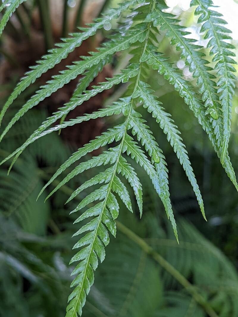 Cibotium cumingii — houseplant care guide