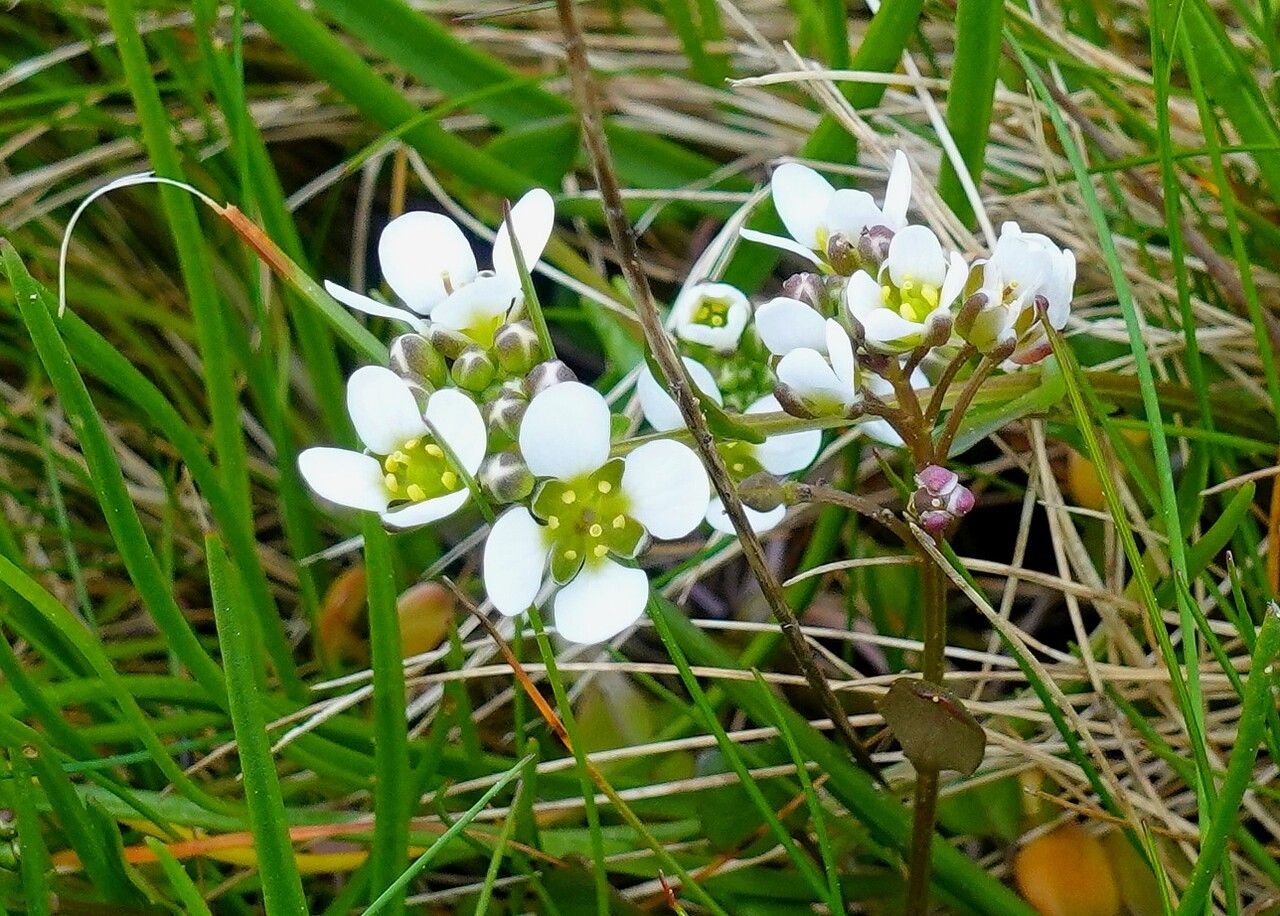 Cochlearia anglica flower