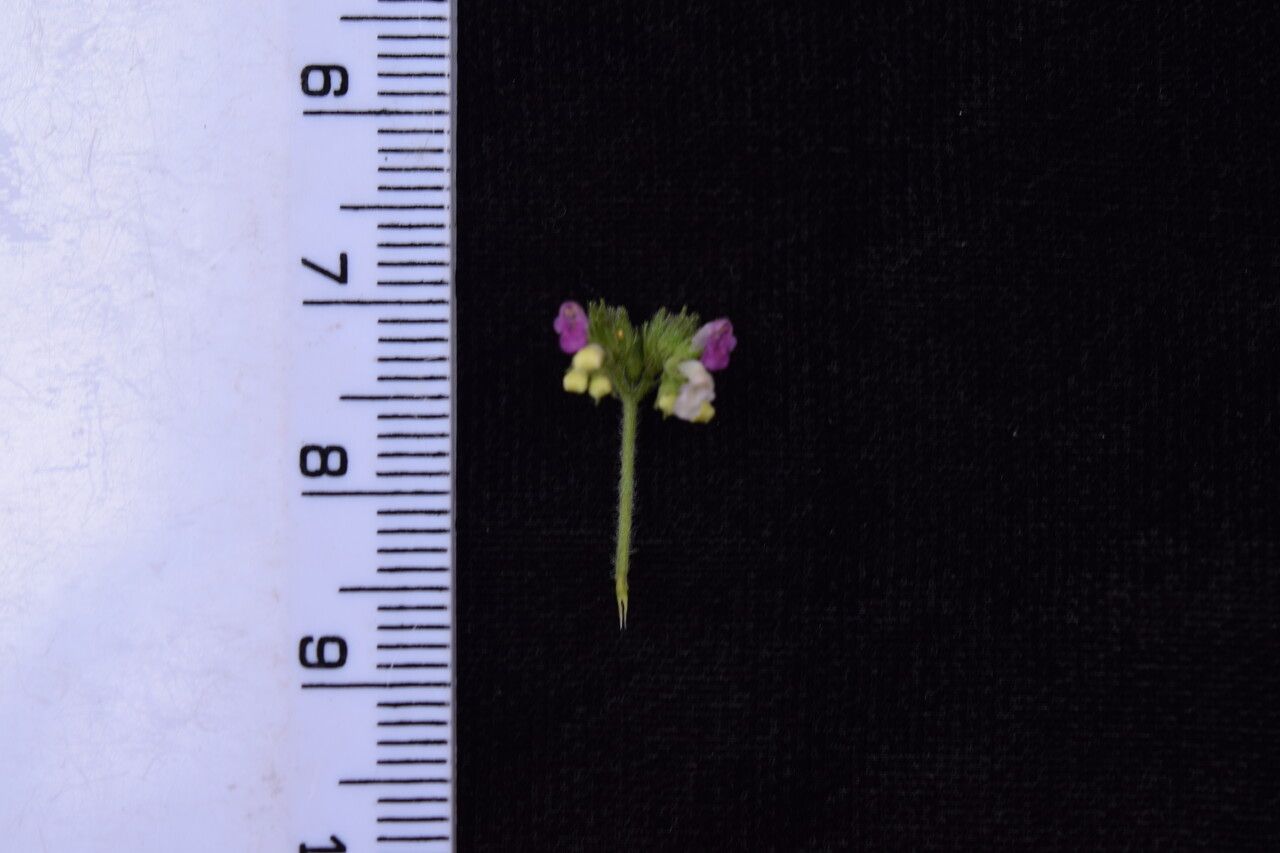 Craniotome furcata other