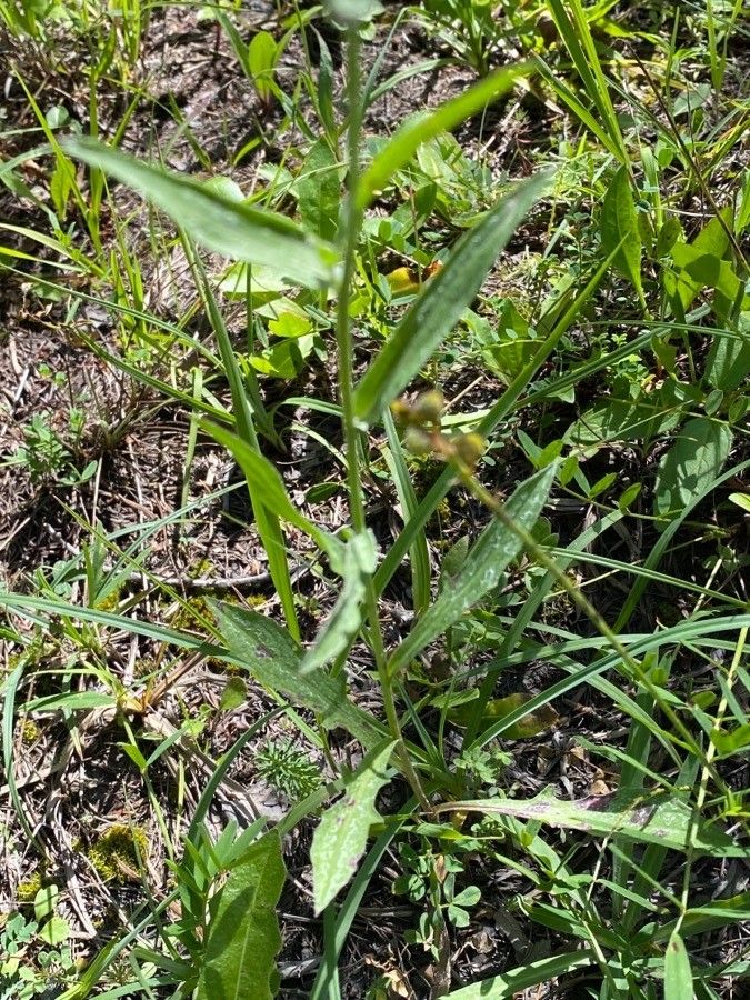 Centaurea jacea — search result for 'Centaurea'