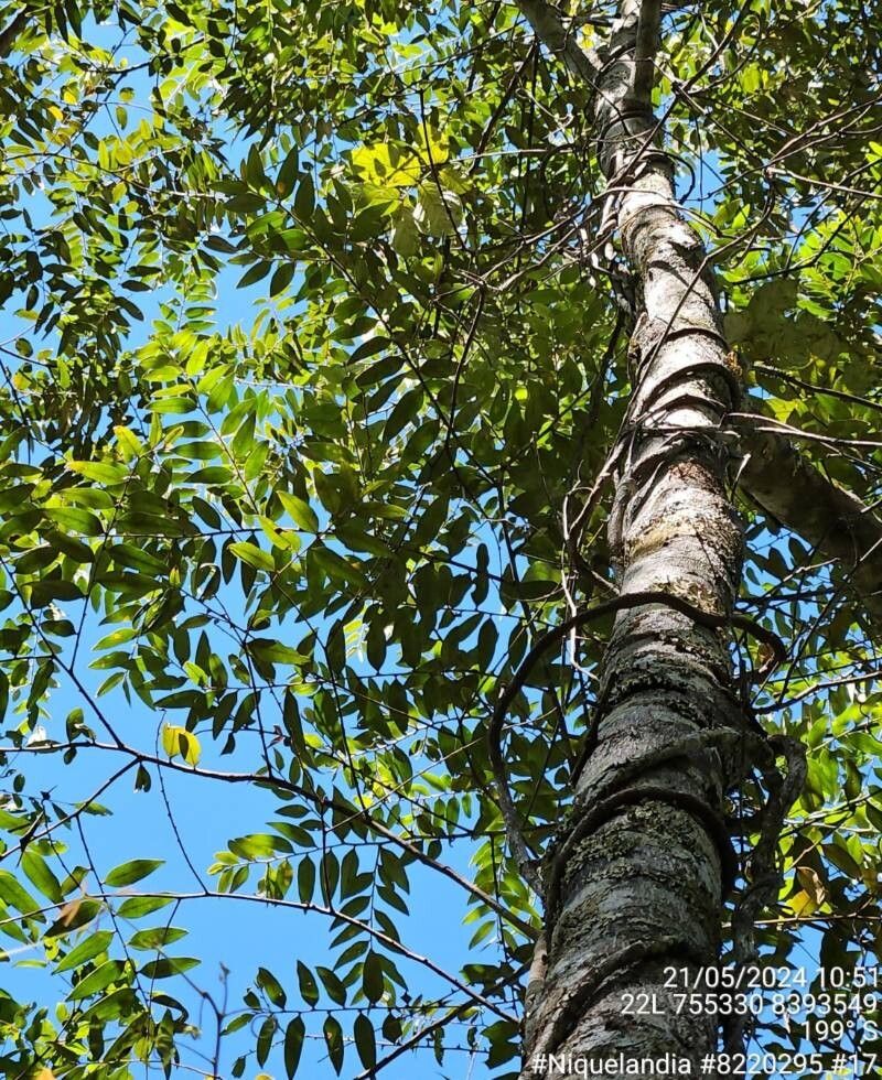 Cardiopetalum calophyllum bark