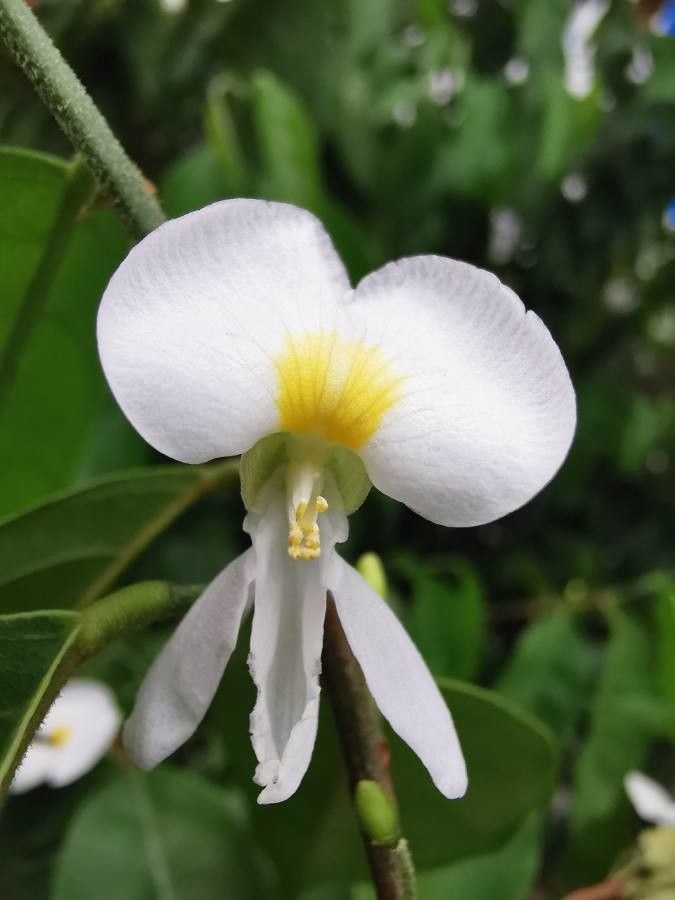 Baphia nitida flower