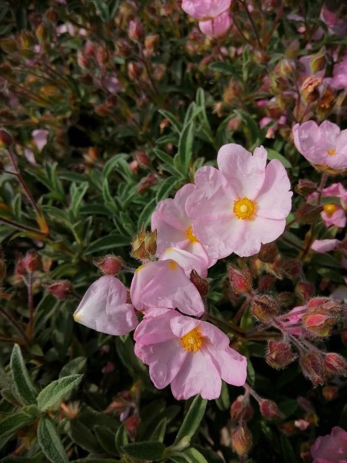 Cistus parviflorus flower