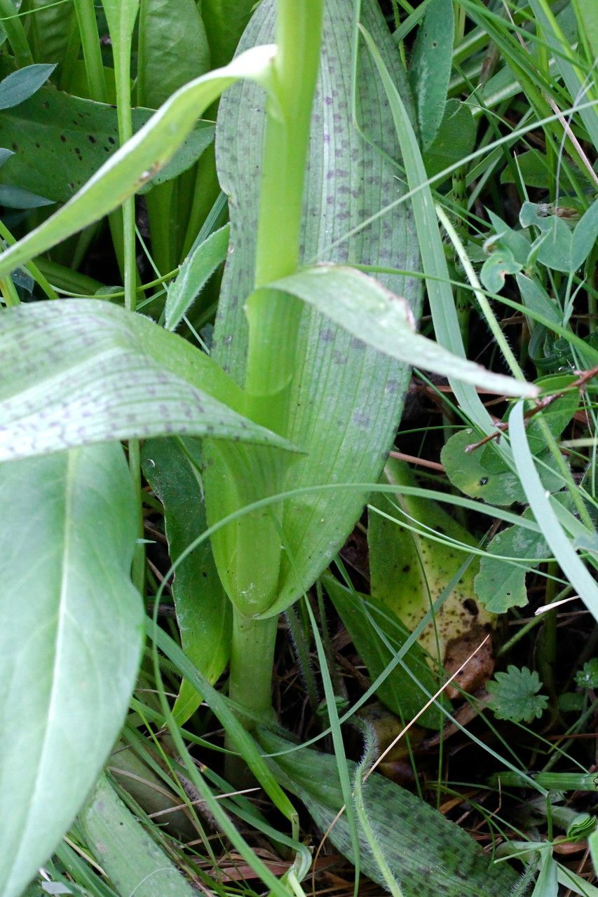 Dactylorhiza occitanica bark