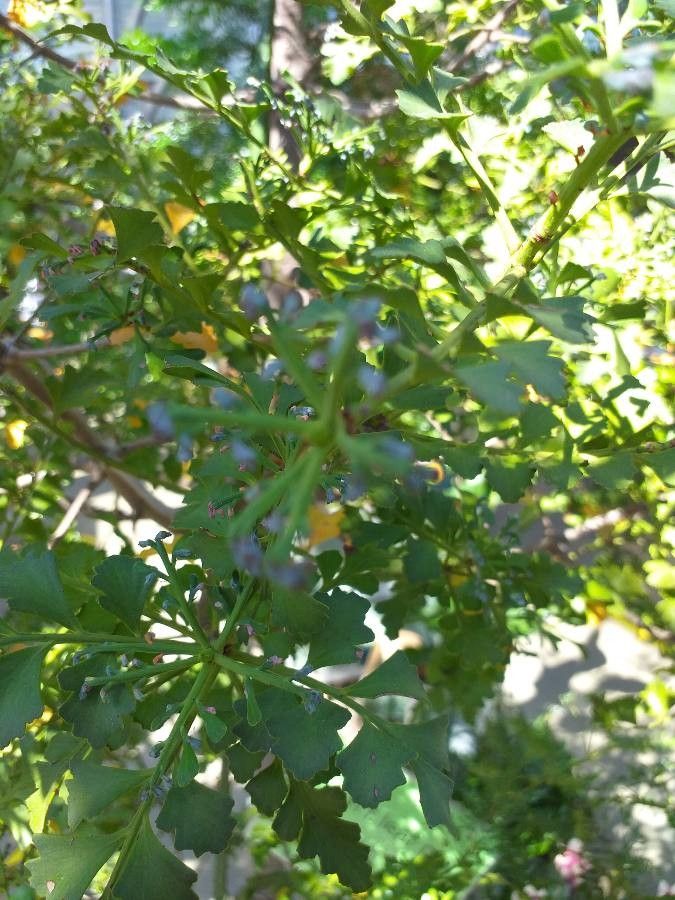 Phyllocladus trichomanoides flower