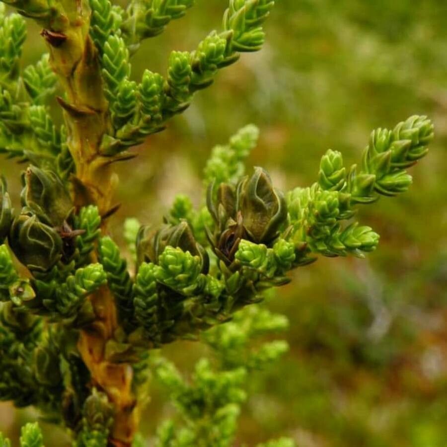 Pilgerodendron uviferum leaf
