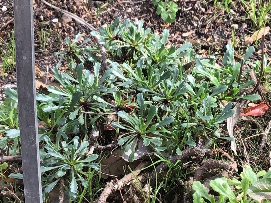 Leucanthemum pallens leaf