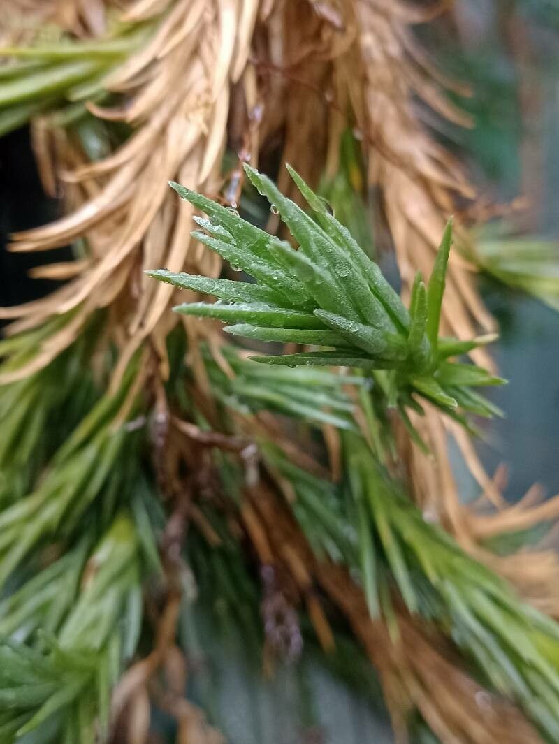 Tillandsia araujei — houseplant care guide