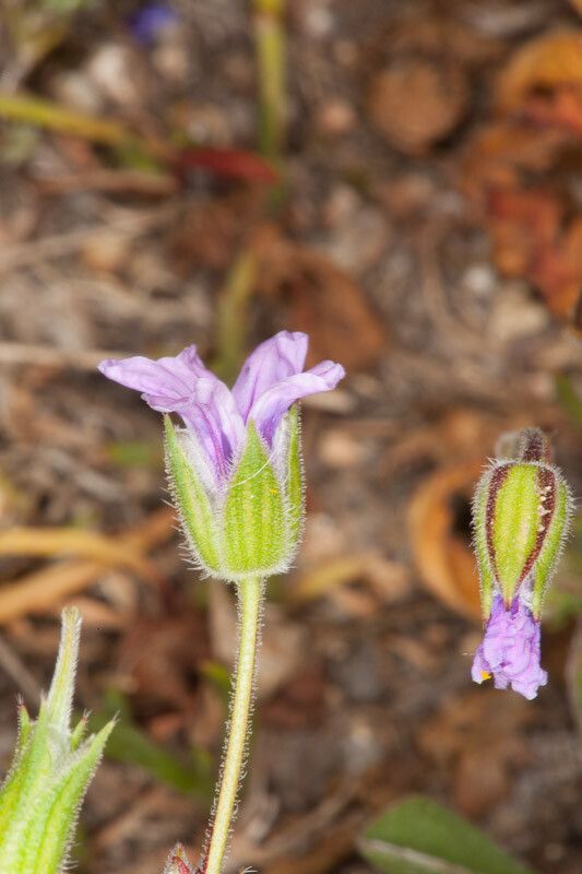 Erodium botrys flower