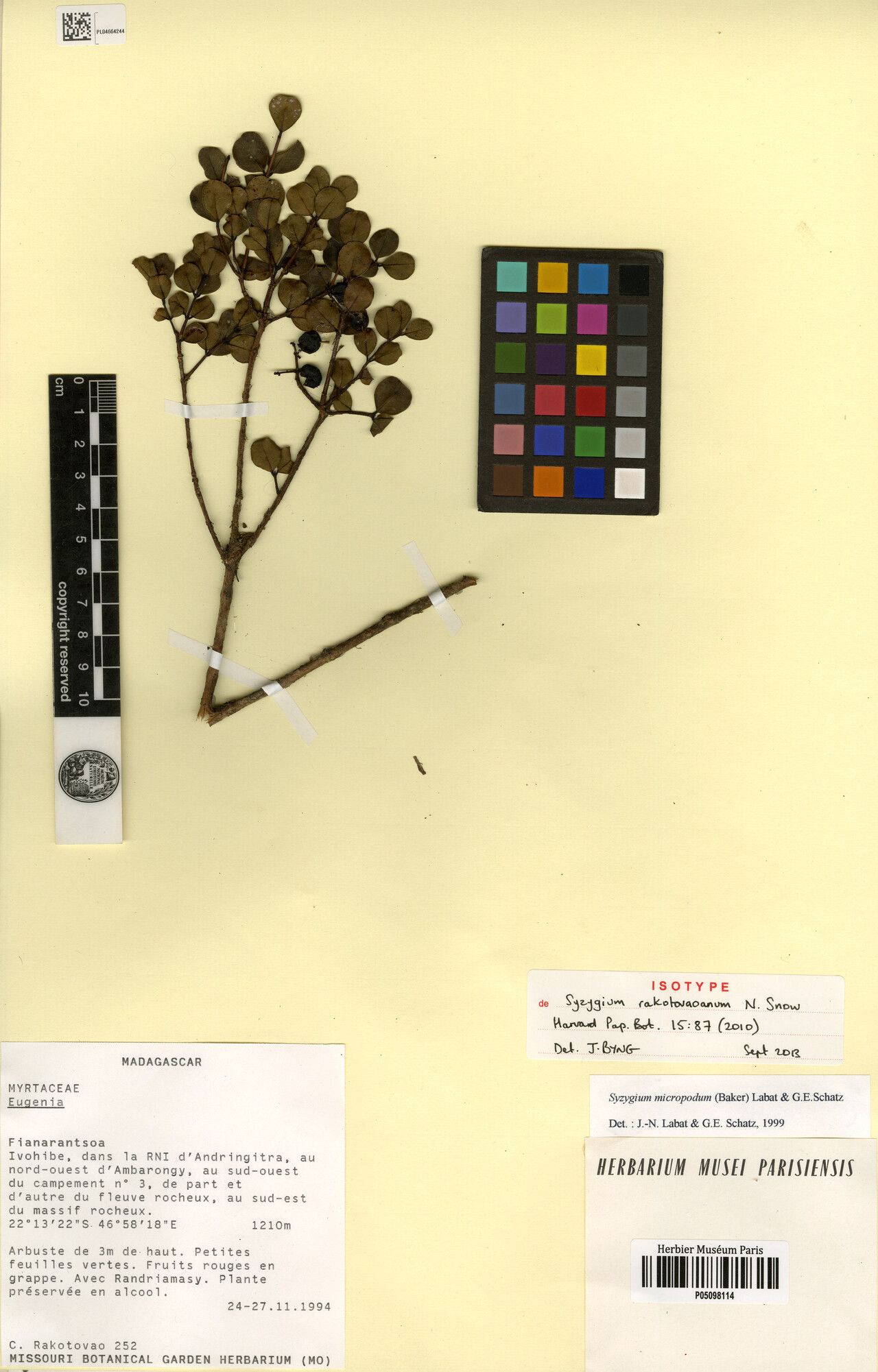 Syzygium rakotovaoanum — houseplant care guide